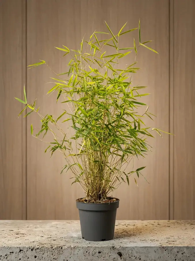 Bambù Fargesia Sichuan-  La Siepe Sempreverde Non Infestante