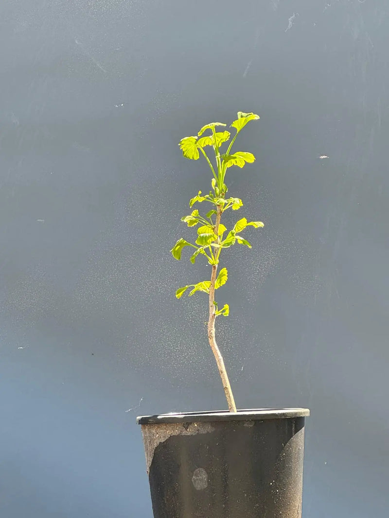 L'Albero dei 40 Scudi (Ginkgo Biloba) – Selezione Privata