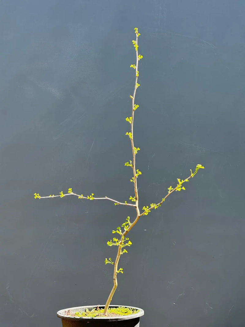 L'Albero dei 40 Scudi (Ginkgo Biloba) – Selezione Privata