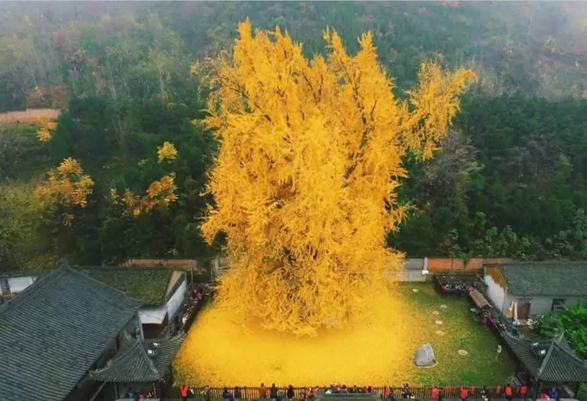 L'Albero dei 40 Scudi (Ginkgo Biloba) – Selezione Privata